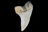 Mako Shark Tooth Fossil - Sharktooth Hill, CA #94662-1